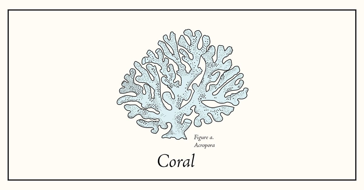 Coral: Bridging Parsing and Zero-Knowledge Proofs